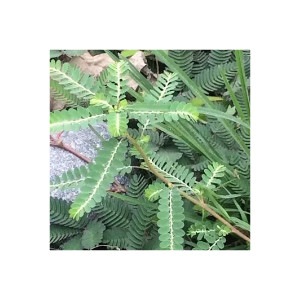 Chanca Piedra